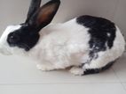 Adult female rabbit