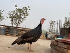 Adult Female Turkey For Sale