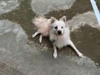 Adult German Spitz(male)