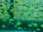 Adult Glow tetra fish