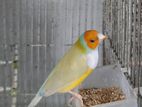 Adult Gouldian Finch pair for Sale