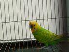 Adult Green Budgerigar