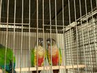 Adult Green Cheeked Conure