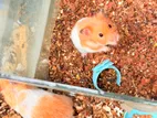 Adult Hamster | 2 feeder 1 Runnung Wheel