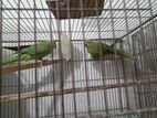 Adult Indian Redneck Parrots Pair