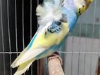 Adult Jp Budgie