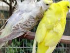 Adult Jp Budgie Pair sell