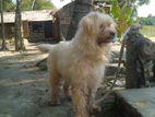 Adult Lasha female dog sell