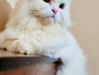 Adult long coat pure persian female cat