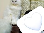 Adult long coat pure persian female cat