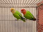 Adult love bird pair