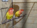 Adult Lovebird