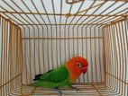 Adult Lovebirds