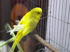 Adult lutino budgerigar