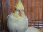 Adult Lutino Cockatiel