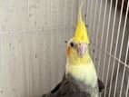 Adult Lutino Cockatiel | Male 32 Months