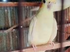 Adult Lutino Cockatiel Running Pair