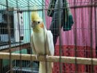 Adult Lutino Cockatiel with cage