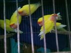 Adult lutino pich fetch lovebird pair bikri hbe