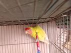 ‼️Adult lutino red eye male‼️Love❤️Bird🕊️.