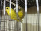 Adult Lutino Red Eye Yellow Barzigar & Classic sell