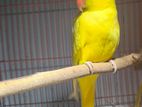 Adult Lutino Ringneck Female(Talking)