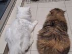 Adult Male and Female cat