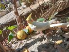 Adult male and female lutino cocatail bird