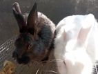 Adult male and female rabbit sale