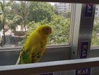Adult male budgerigar sell