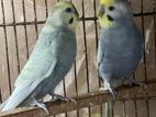 Adult male budgies