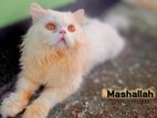 Adult Male Cat