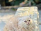 Adult Male Cat
