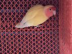 adult male cocatail senamoon tame kora ar love bird female full