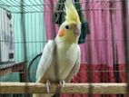 Adult Male Cockatiel