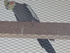 Adult male cockatiel কোকাটেল