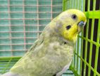 Adult male Budgerigar