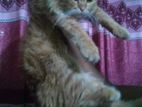 Adult Male Persian Cat