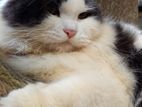 Adult Male cat