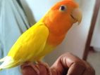 Adult Male Love bird