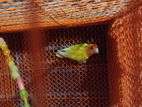 Adult male lovebird