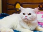 adult male Persian cat