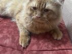 adult male persian cat