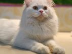 adult male persian cat for sale