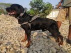 Adult Male Rott