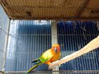 Adult Male Sunconure 3year Old