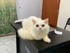 Adult male triple coat persian