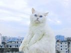 Adult matting experience male persian