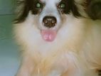 Adult mini Spitz