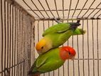 Love bird for sale